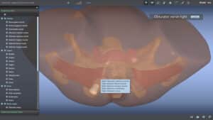 Anatomical recognition