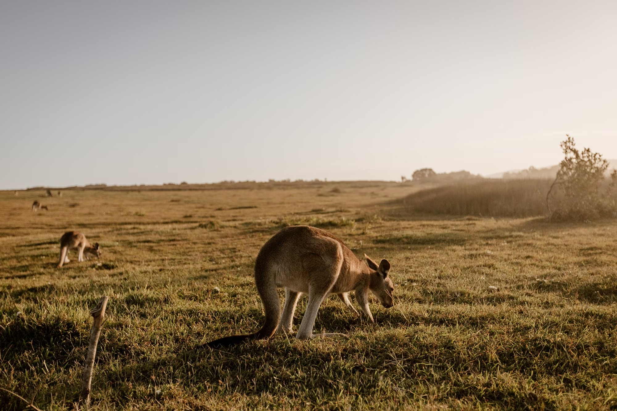 kangaroo in the wild